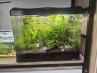 Acvariu Boyu 70 l complet echipat