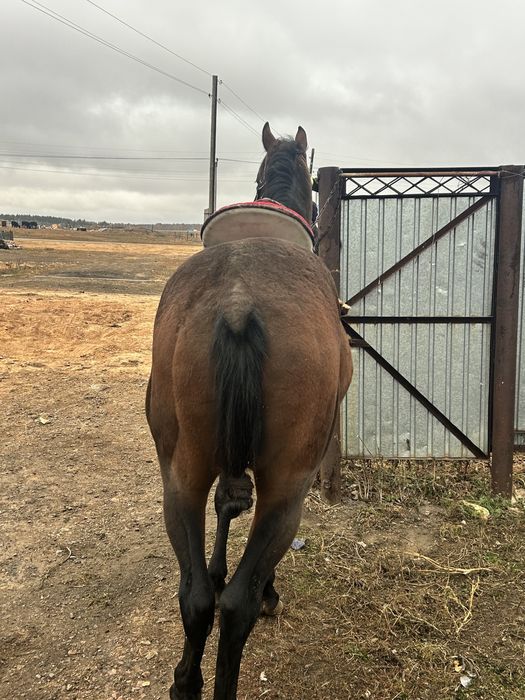 Айғыр сатамын производитель