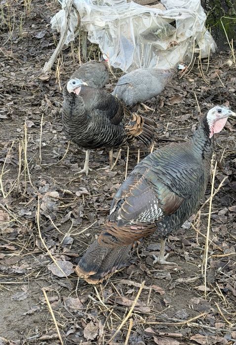 Curci rasa pura Americane Salbatic