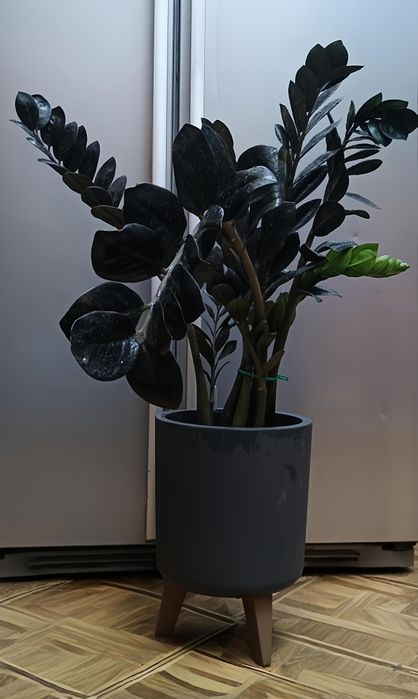 Замиокулькас равен — бестселлер среди комнатных растени