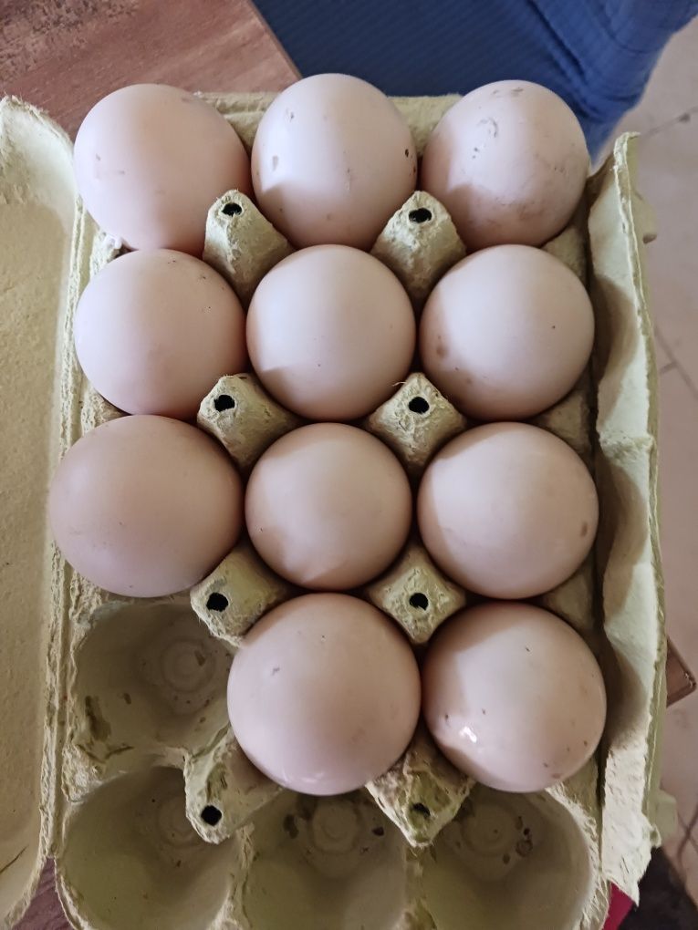Oua bibilica,gaina si rața pentru incubat si consum