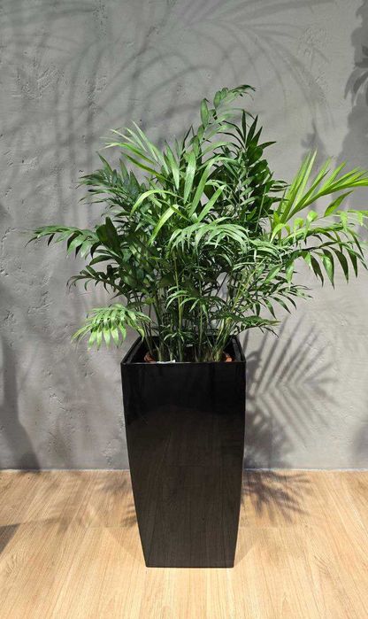 Лучшие растения для очистки воздуха