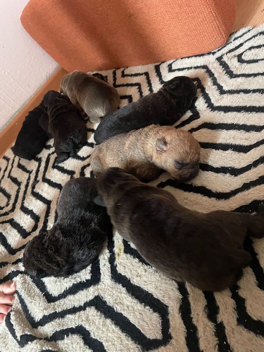 Căței rasa shar pei