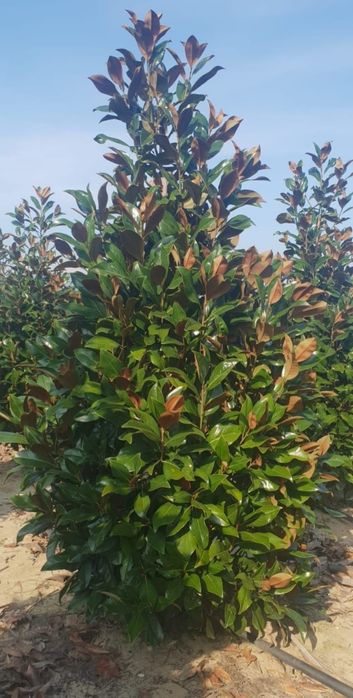 Magnolia grandiflora tot timpul verde/ Magnolia soulangeana, Pin mugo