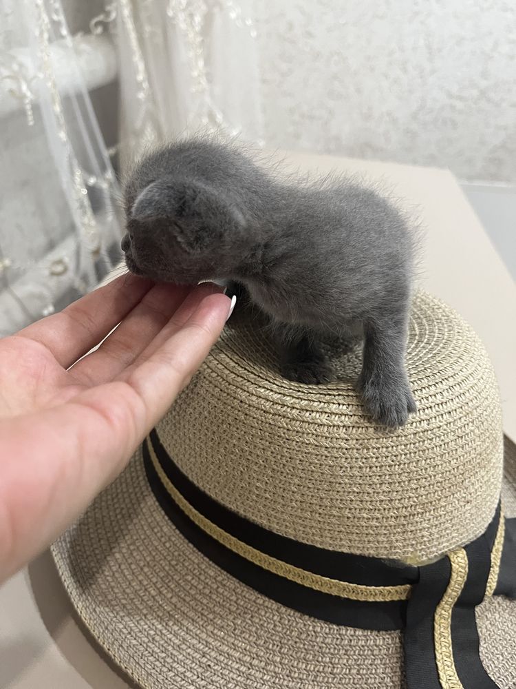 Продам вислоухих котят