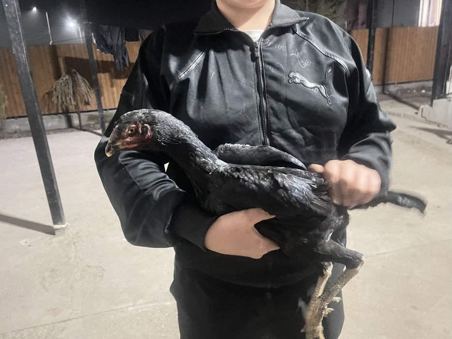 Ветынам зор зат мықты