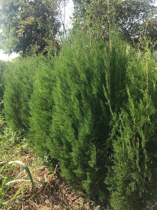 Tuia biota verde-tuia leilandy