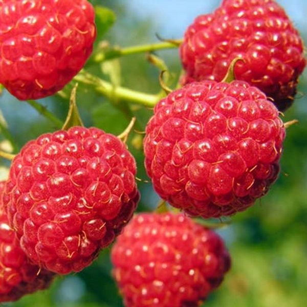 Vindem trandafiri de dulceață la ghiveci și zmeură polka la ghivecu
