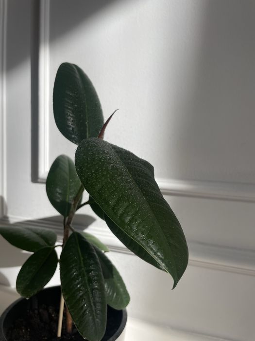 Фикус домашний в горшке