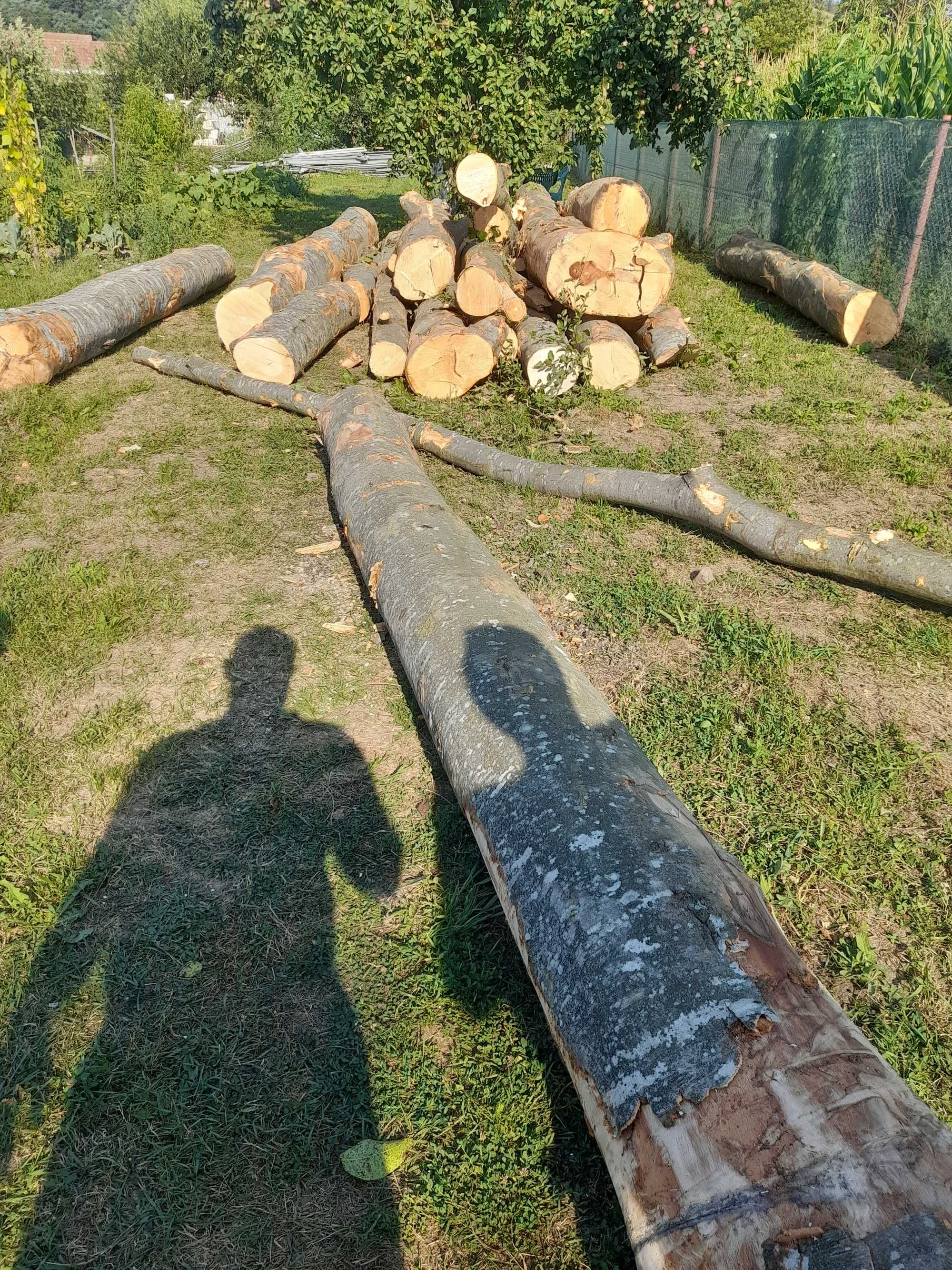 Vand lemn foc fag