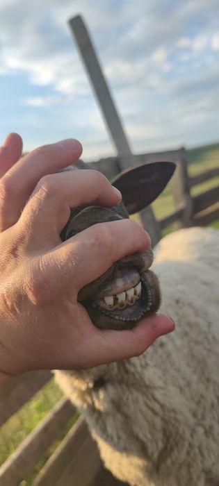 Berbeci de vânzare Iasi