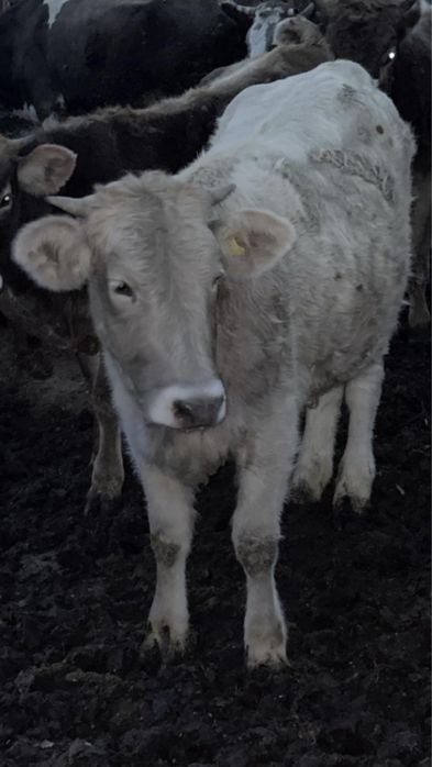 КРС, телка, коровы