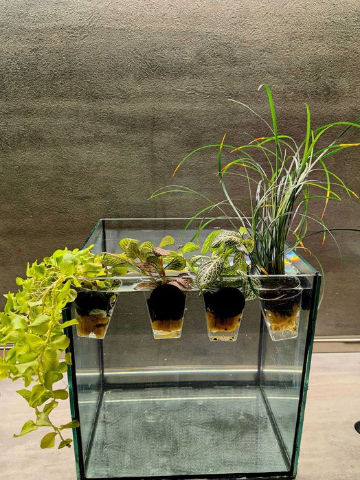 Растения за аквариум в саксия