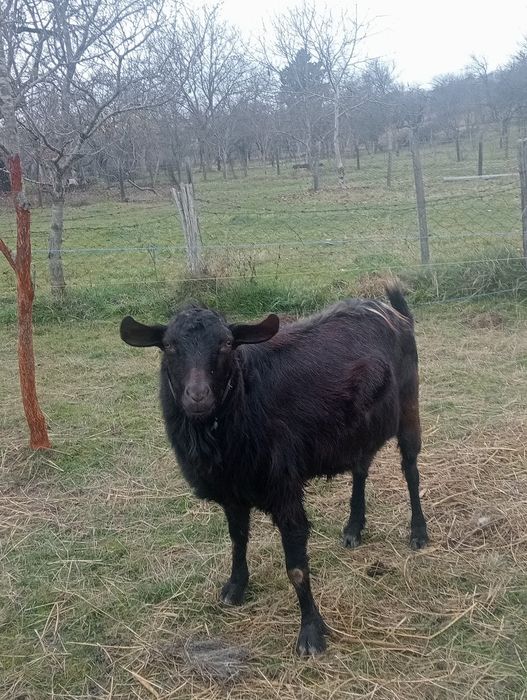 Vînd țap metis de anglonubian