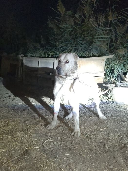 Urgʻochi it sotiladi.