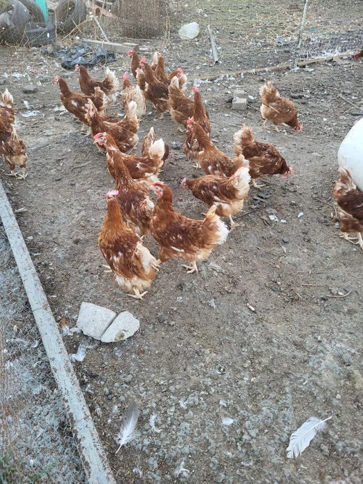 Gaini roșii outoare au undeva la 2 kg pret 12 lei buc