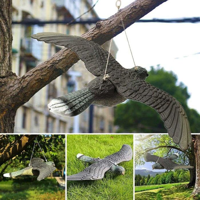 Sperietoare pasari soim in marime naturala repelent pentru porumbei