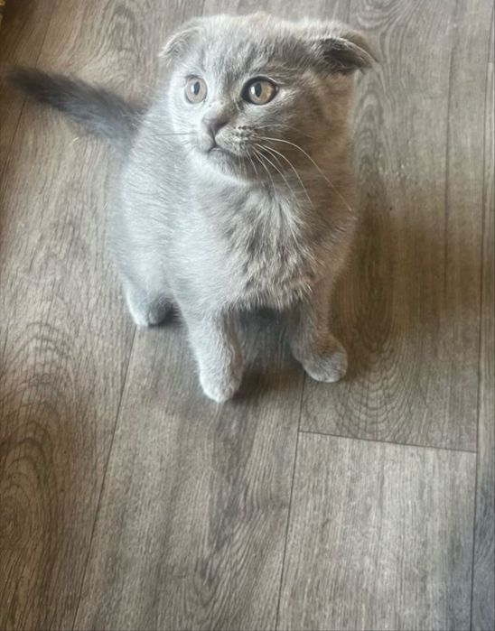 Вислоухая кошечка