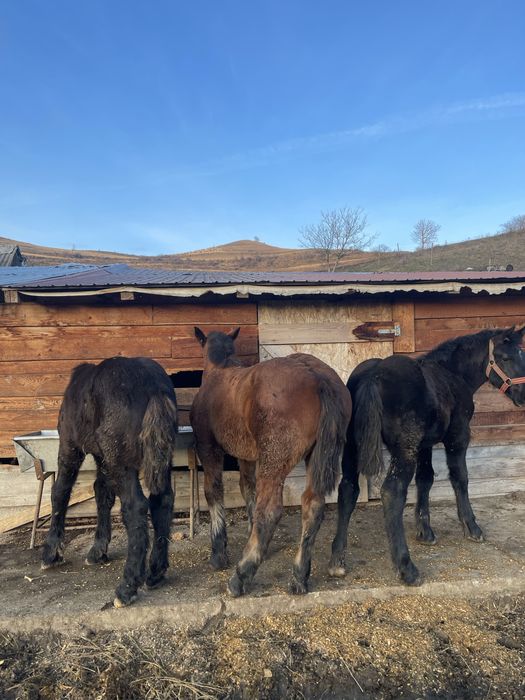 Vand 3 manze de 6 luni