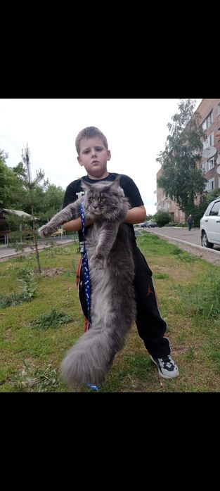 Мейн-кун девочки