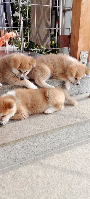 Продавам кученца Акита