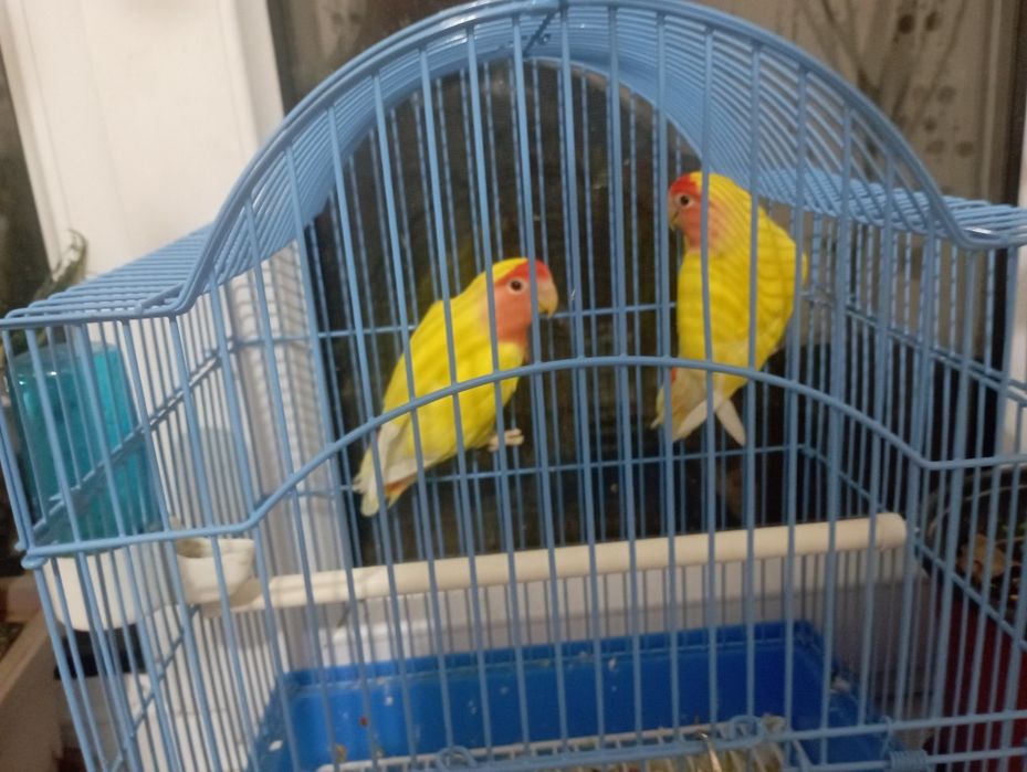 Неразлучники продам