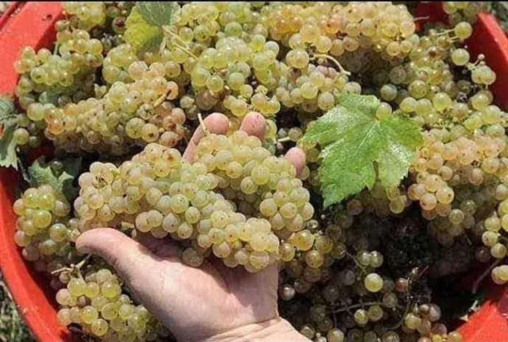 Vand struguri de vin