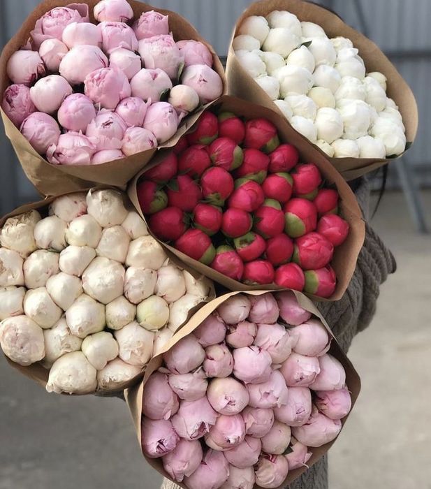 Пионы все сорта, свежие голландские