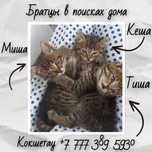 Милые котята ищут дом