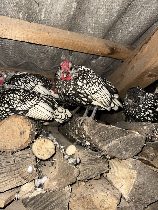 Perechi sebright argintiu