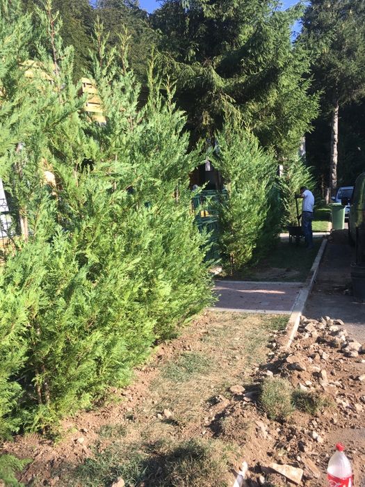 Tuia smaragd / Leylandi