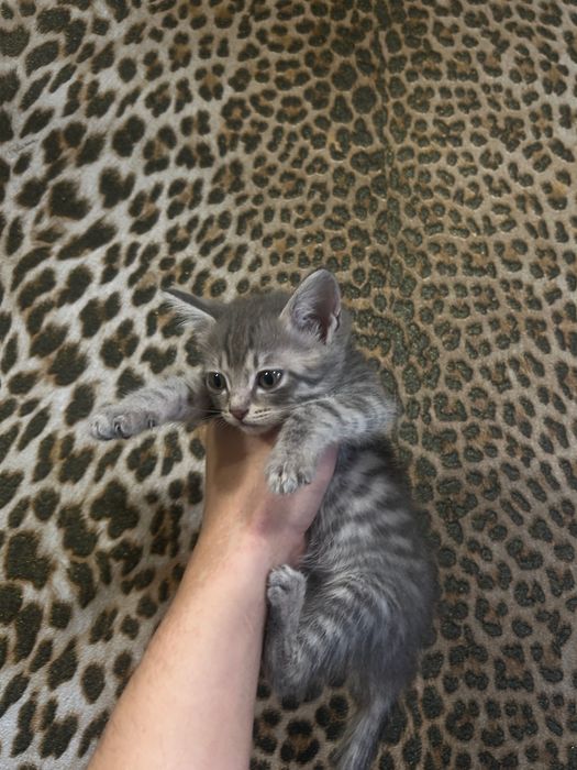 Отдам котят в добрые руки