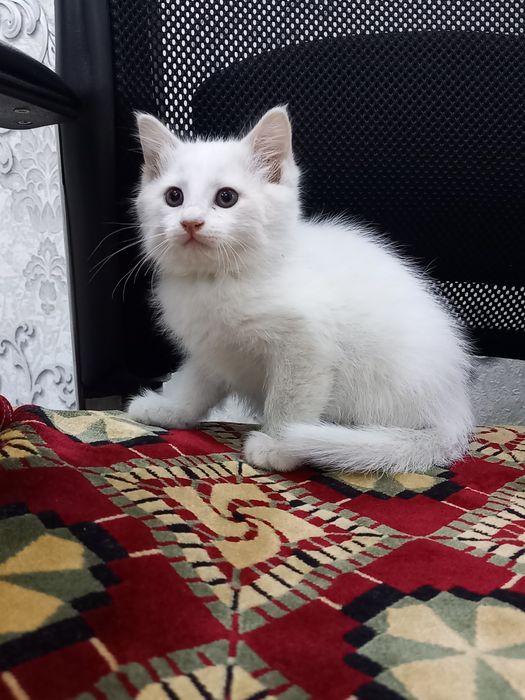 Продаётся   кошка
