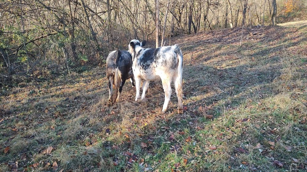 Vitel albastru belgian