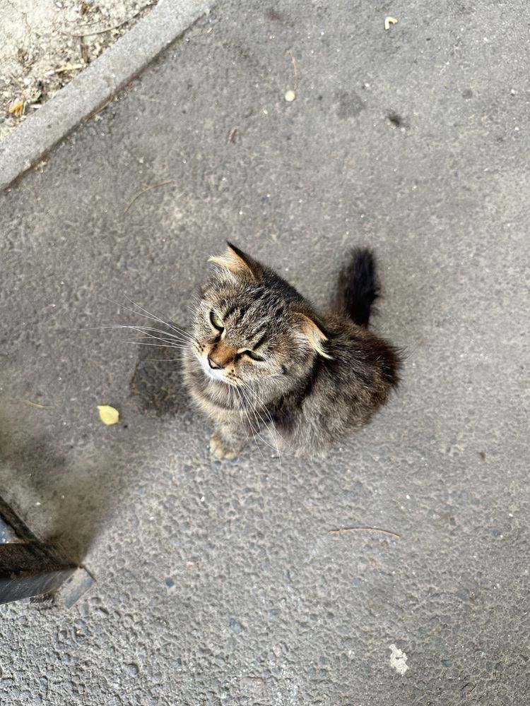 Котенок живет во дворе.