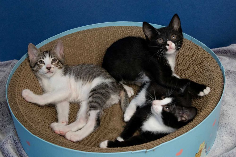 Котета на 3 месеца търсят дом