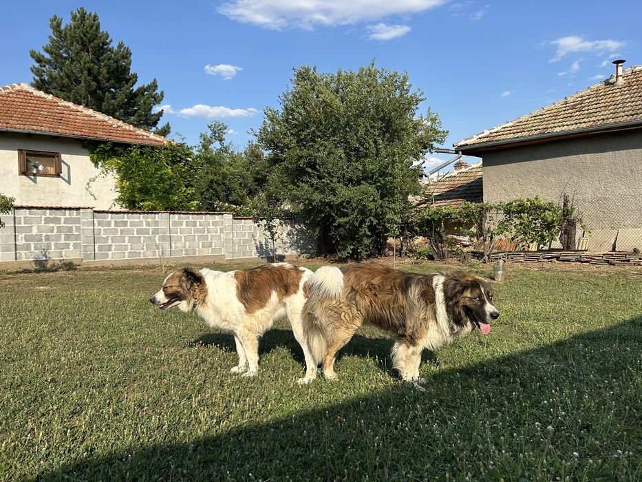 Малки кученца Каракачанки БОК