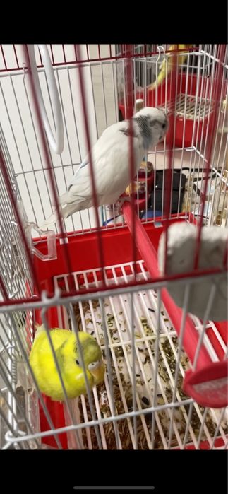 Два здоровых попугая