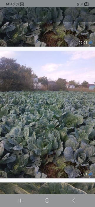 Varza de Buzau .
