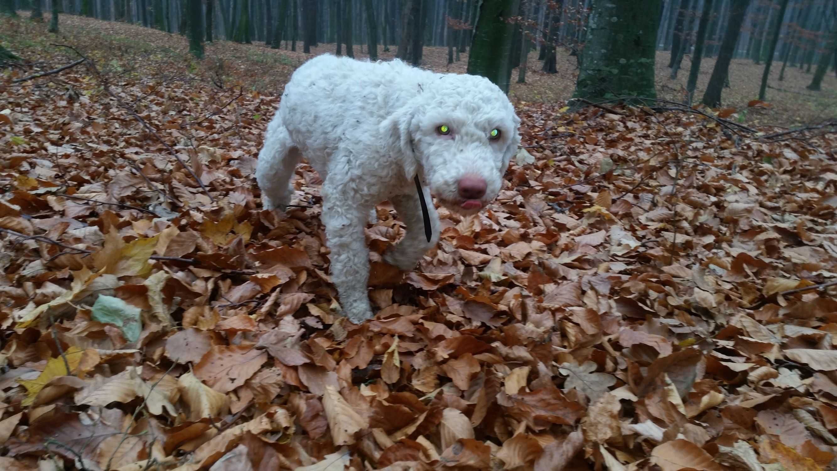 Lagotto romagnolo pentru trufe/schimb auto