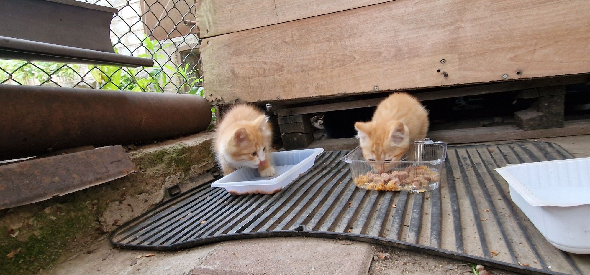 Котят ищат любящий дом