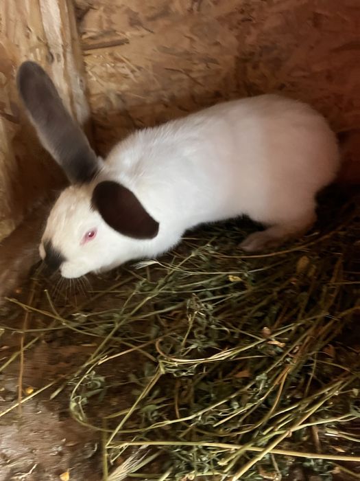 Iepuroi uriasi de transilvania