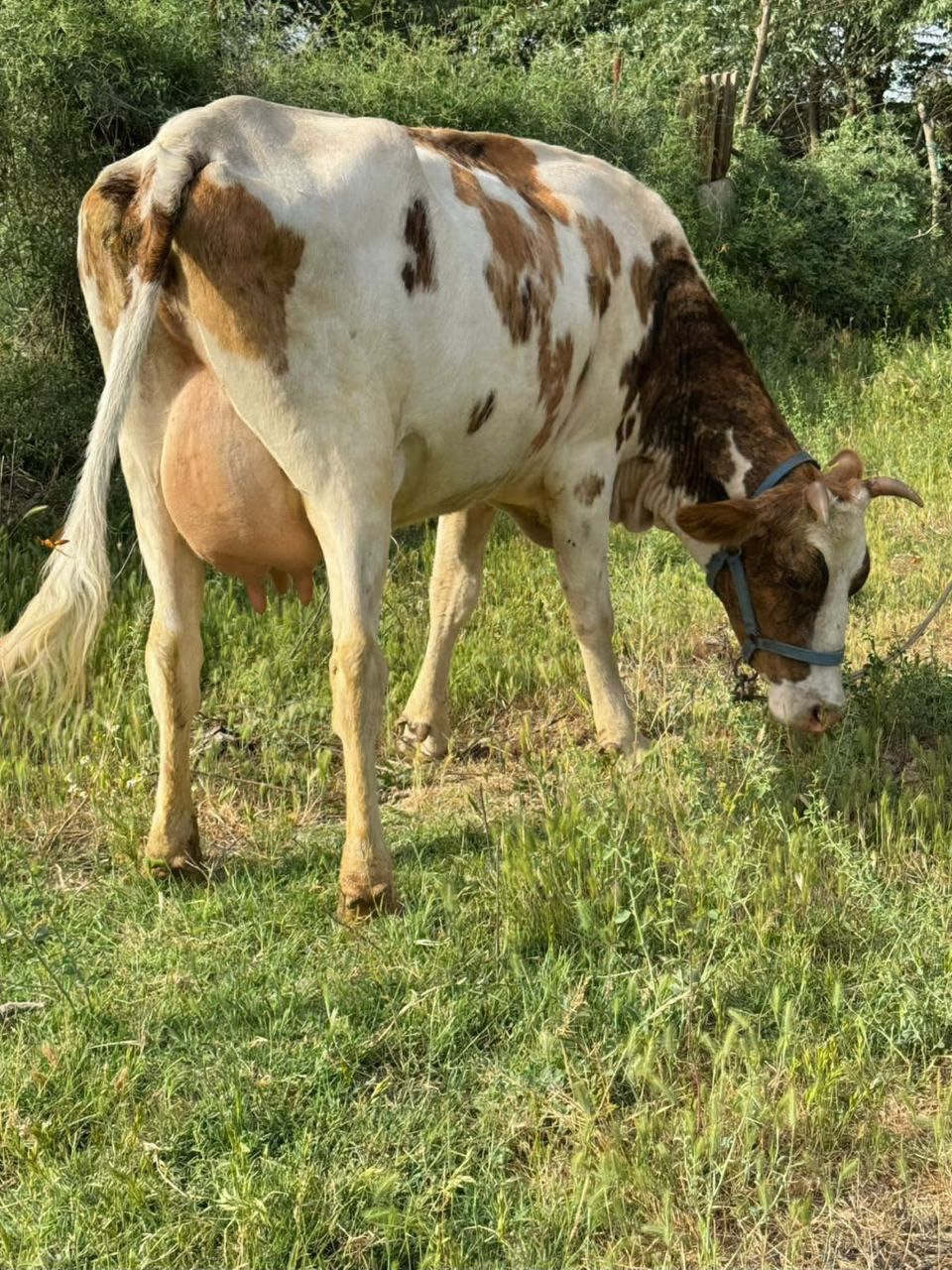 Карова продам с остемир;;;