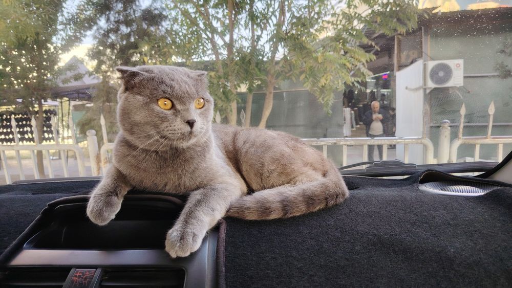 Skottish fold mushuk erkak