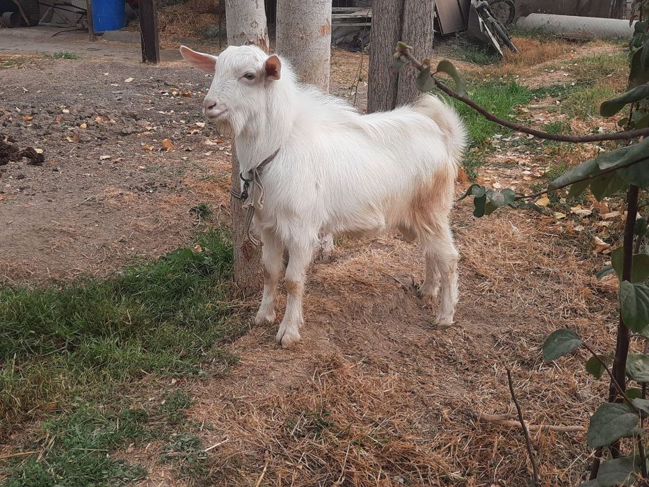 Echki taka sotiladi