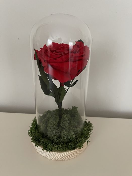 Trandafir criogenat cluj