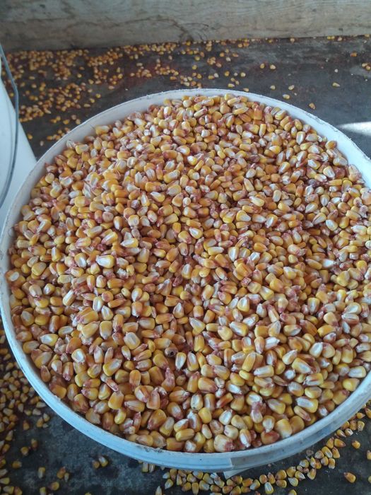 Porumb boabe 2025 uscat curat