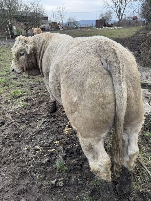 De vanzare tauras Charolaise de 490 de kg