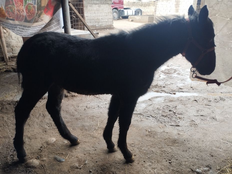 Лошадь  цена договорная