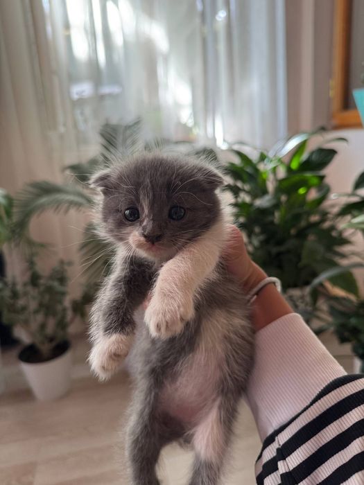 5oyli shatlanskiy mushuk